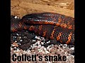 Collett's snake - (Pseudechis colletti) - Pakobra Collettova