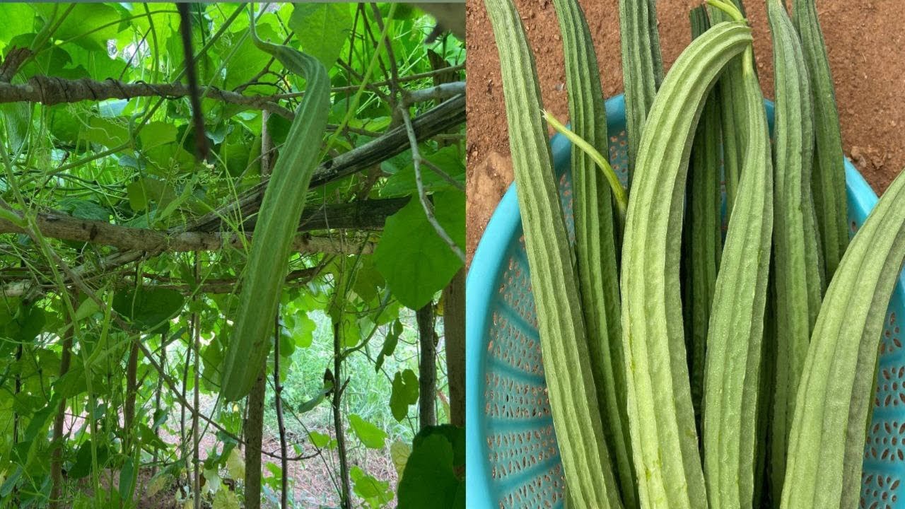 How to grow Luffa gourds easily 