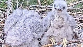 4.08. 12Ds 11Ds old 2 chicks . 5.00 A.M : Mom flies in w food noctule 🦇 . she feeds 🦇 Bird 🦩. Dorset