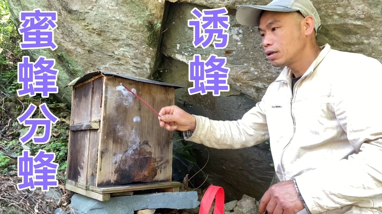 又是分蜂的季节，小梁上山诱蜂，看看这样的效果真是太棒了