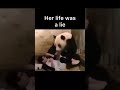 Panda prankster 