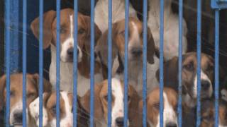 The Blencathra Foxhounds