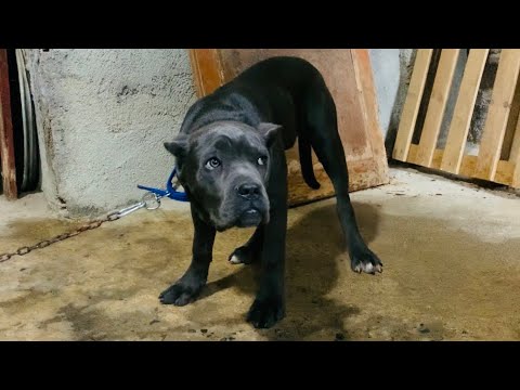 CANE CORSO BELLA’YA TASMA TAKINCA CİNNET GEÇİRDİ :)