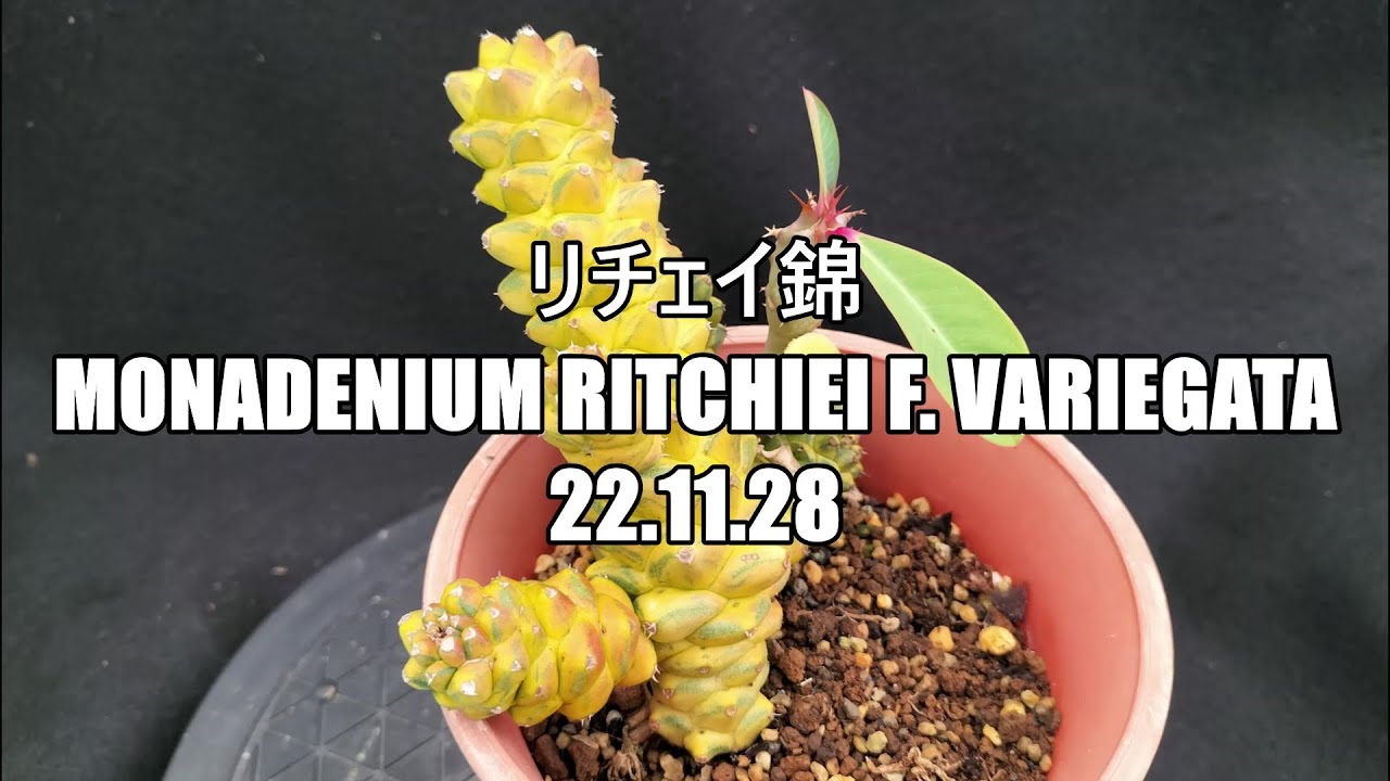 リチェイ錦 Monadenium ritchiei f variegata 22 11 28 - YouTube