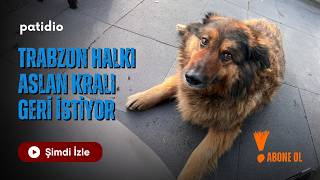 Trabzon’un Maskotu Kayboldu: Aslan Kral Nerede? 🐾 🐕