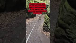 Wandelen hoort een leuke ervaring te zijn voor zowel hond als verzorger