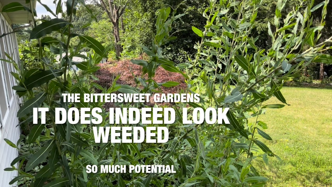 The Bittersweet Gardens It Does Indeed Look Weeded YouTube