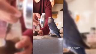 bird screem by nihonium 1,805 views 3 months ago 10 seconds