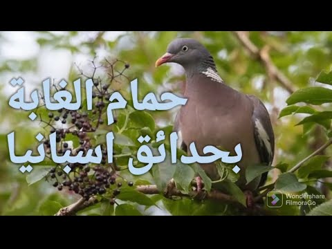 حمام الغابة الورشان في أوربا و حدائق اسبانيا حيث يعيش و يتزاوج بالقرب من الانسان 