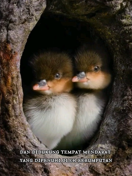 Unik Bebek Ini Bersarang Di Pohon Yang Tinggi #shortvideo #faktaunik #sarangburung