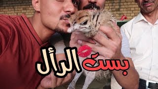 رحنه لمحمية حيونات في سدة الهندية.. فيها صقور وحيوانات عجيبة #vlog8