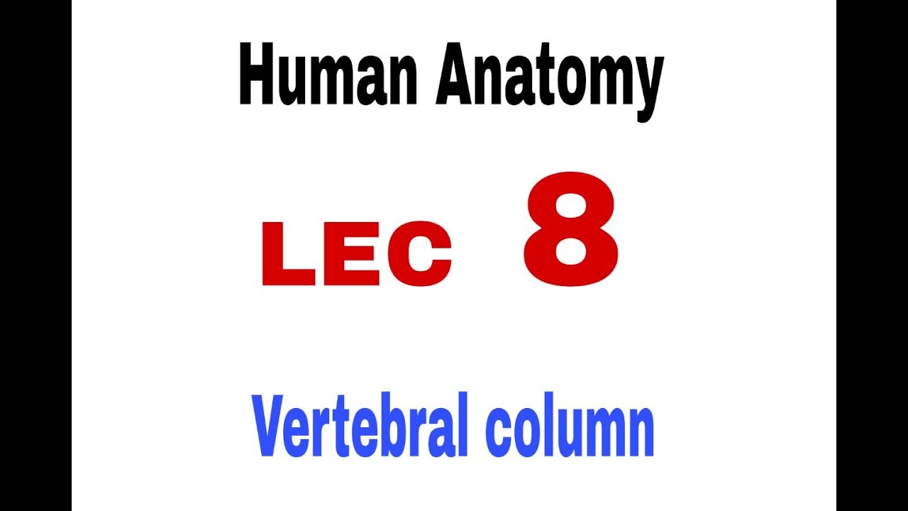 HUMAN ANATOMY lec 8  part 1( vertebral column)