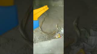 Bin Bajiye Tomai Daki Je Short Video