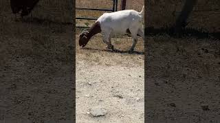 TRADITIONAL BOER GOAT DOE 🐐🔥