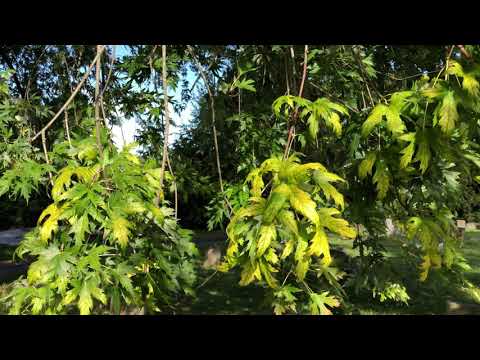 Silver maple -