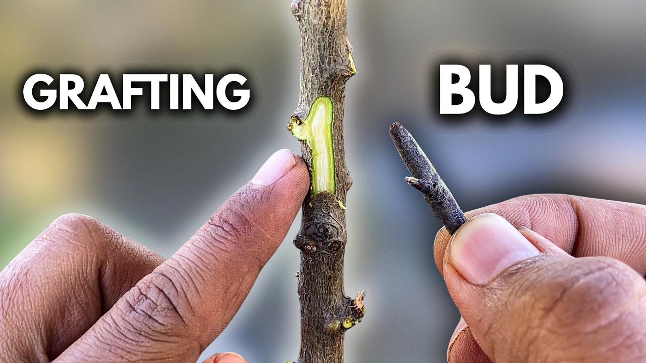 Turn Your Peach Tree into an Almond Tree – Easy Grafting Tutorial