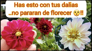 ¿Por qué mis dalias son todo hojas y nada de flores?