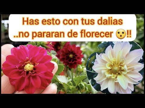 Video: Consejos para hacer que las dalias florezcan - Razones por las que las dalias no florecen