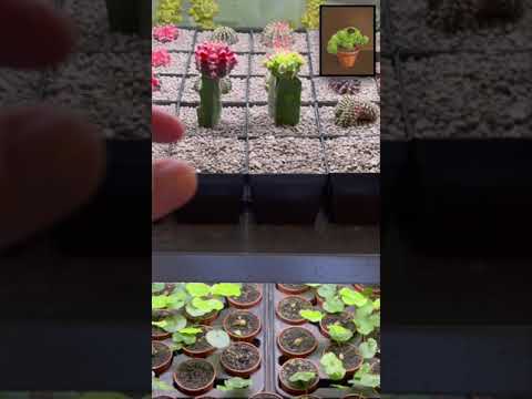 Video: Kann Gymnocalycium sich selbst bestäuben?