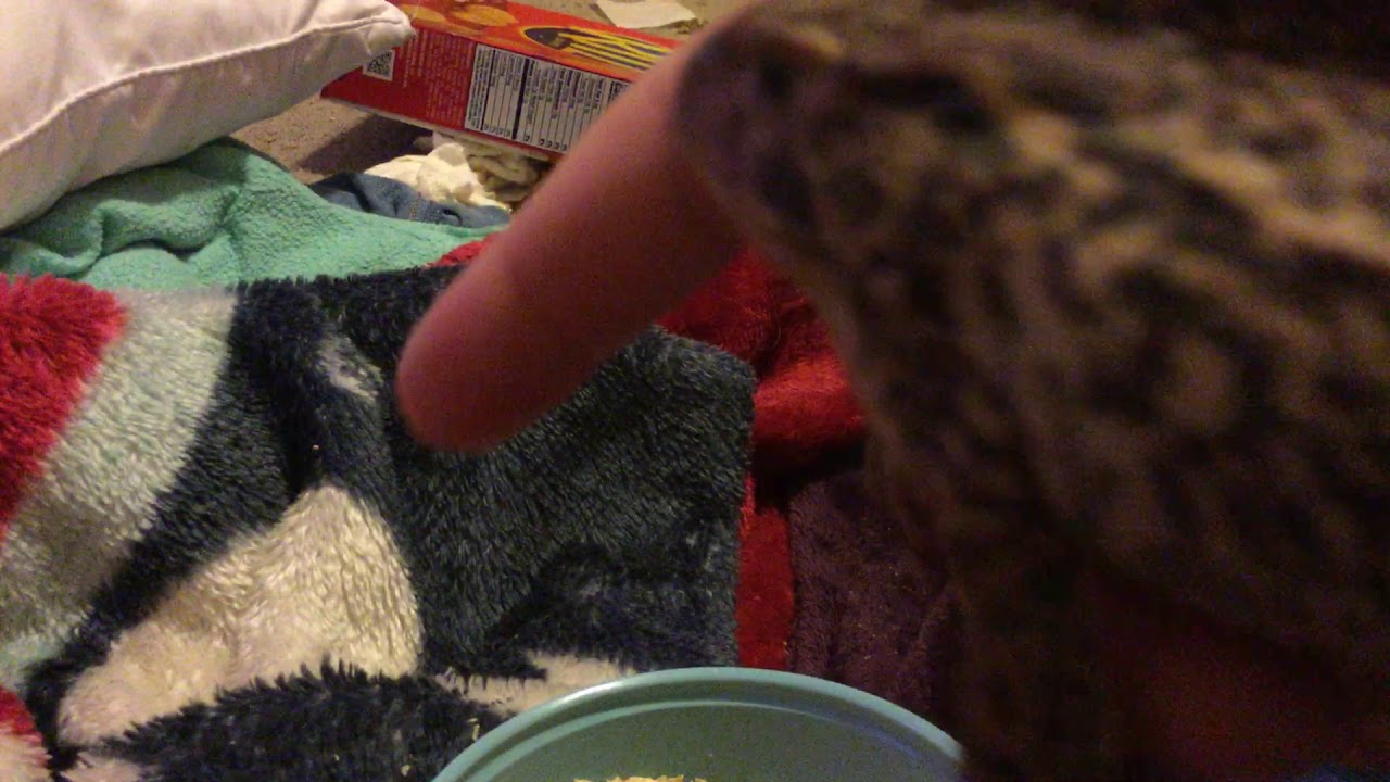 Shout out to deveox (ft.sunshine eating wax worms) YouTube