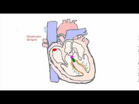 Die Funktion des Herzens 4 - Erregungsleitung