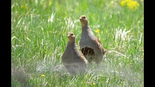 : Starna (Perdix perdix)