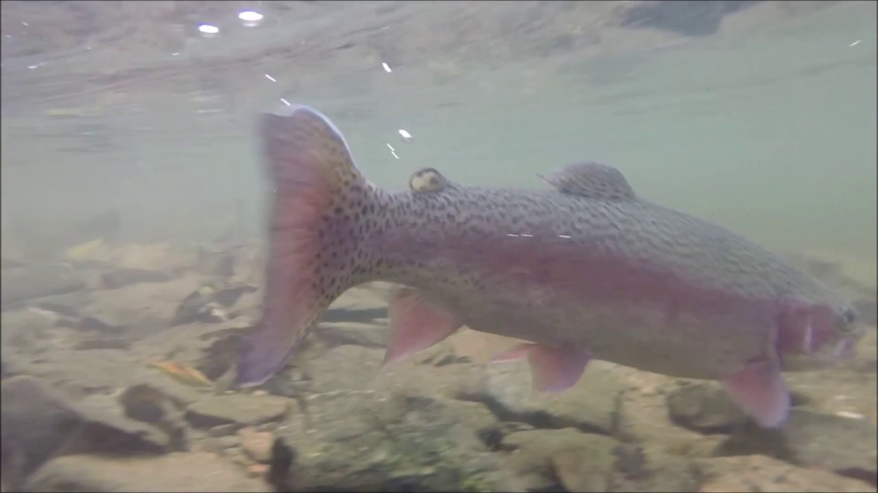 Fly Fishing New Jersey YouTube