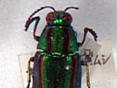 未来をひらく昆虫テクノロジー ３ タマムシたちの色と輝きのひみつ Youtube