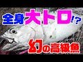 【全身トロ】幻の超高級魚「スマ」をカツオと勘違いして全力でタタキにした結果