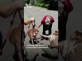 "С собакой нельзя, пришлось отдать". Эвакуация из Дружковки | #shorts