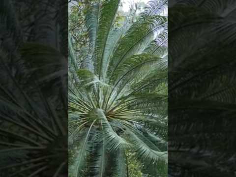 نخلة المشي الشجرة اللي بتتحرك فعلا