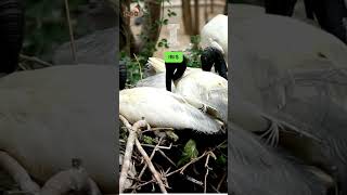 Abc Animals In Indonesia Song Letter Hij Learn English, Alphabets And Animals