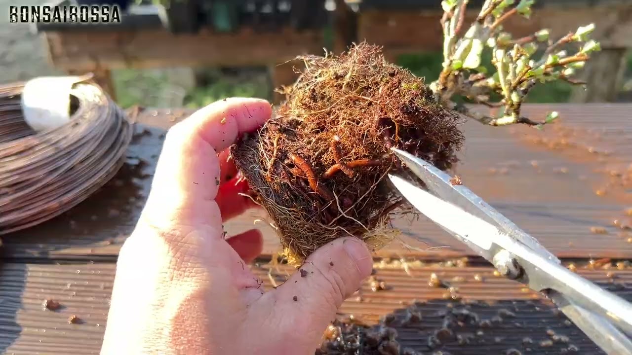 豆長寿梅を作ってみた #盆栽 #bonsai