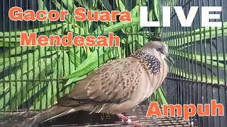 Gacor Suara Mendesah Bikin Nyaut
