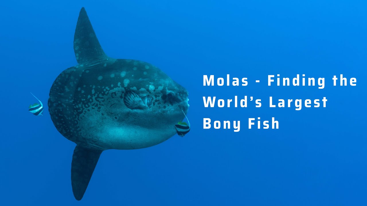 Finding the Mola, the World's Largest Bony Fish