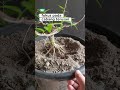 fokus pada cabang terusan #bonsai #bonsaiantingputri #belajarbonsai #tanamahias #semuaorang