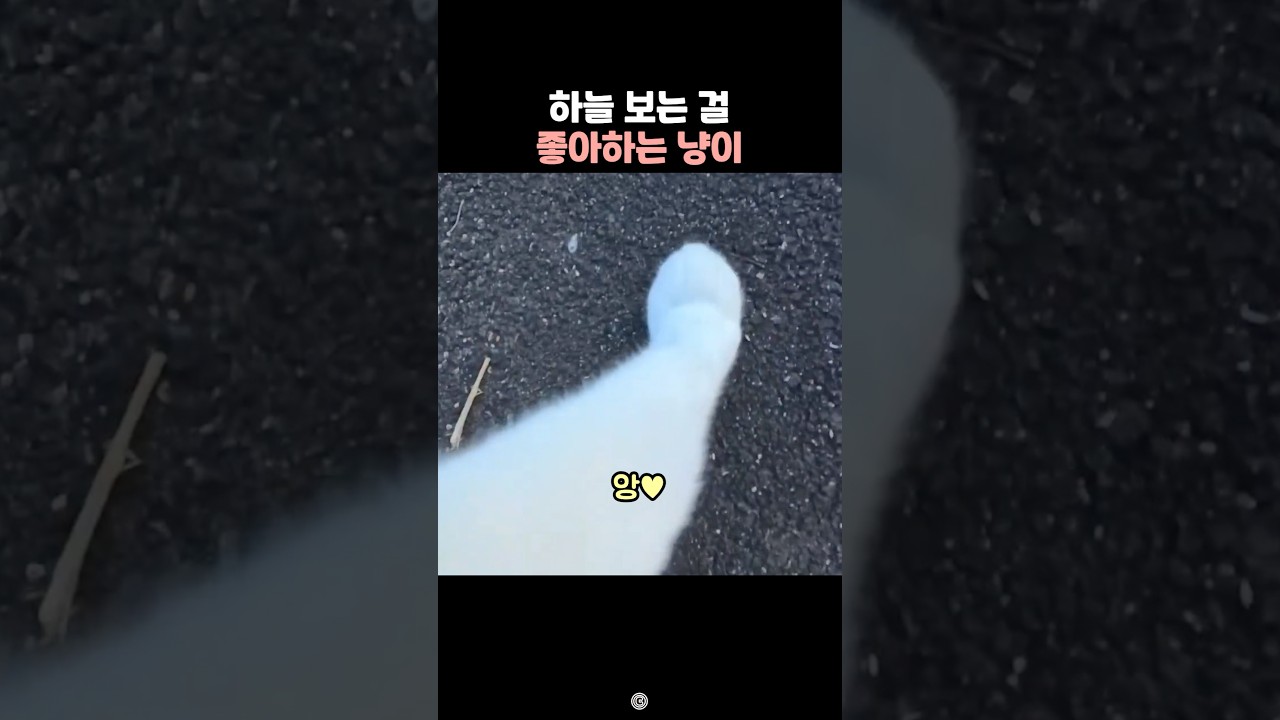 하늘 보는 걸 좋아하는 냥이