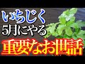 【いちじく】これからやるべき5月のお世話について解説しています