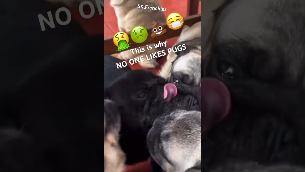 Pugs! To many pugs 😭