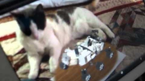 Spacecraft 3D App Demo (Mars Curiosity Rover) vs. My Cat