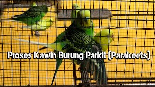 Proses Perkawinan Burung Parkit Dan Kicauan Saat Kawin (Parakeets)