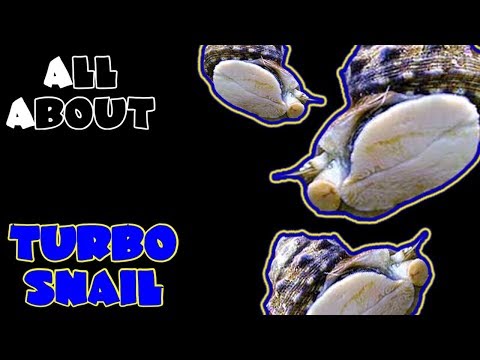 All About The Turbo Snail | Zebra, Mexican, Astraea, Chestnut, and More