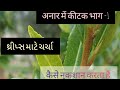 દાડમ માં થ્રીપ્સ #anar #farming #farmer #gujarat #like