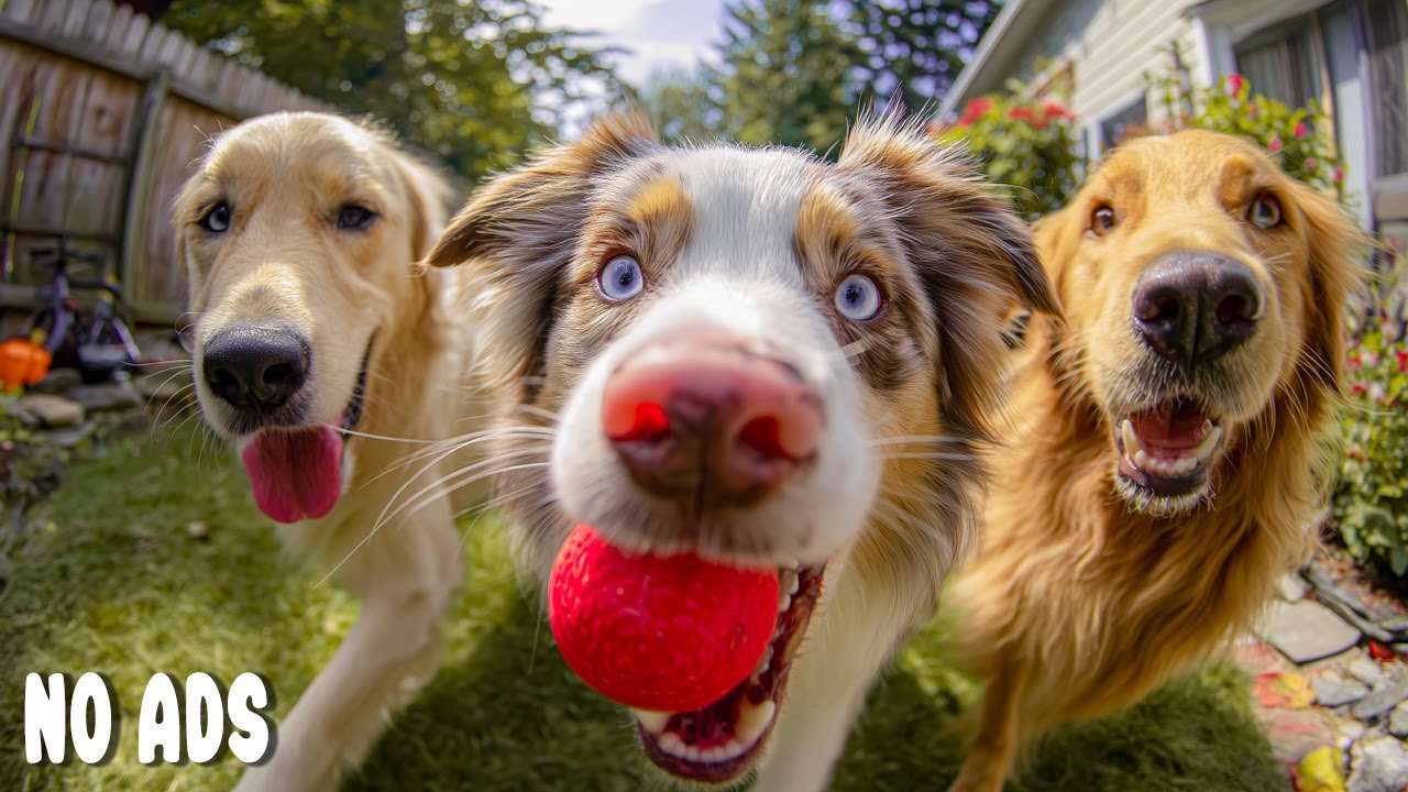 12 ЧАСОВ Dog TV для собак смотреть 🐶 Анти-Тревожная Музыка для Собак💖Успокаивающая Музыка Дома Одних