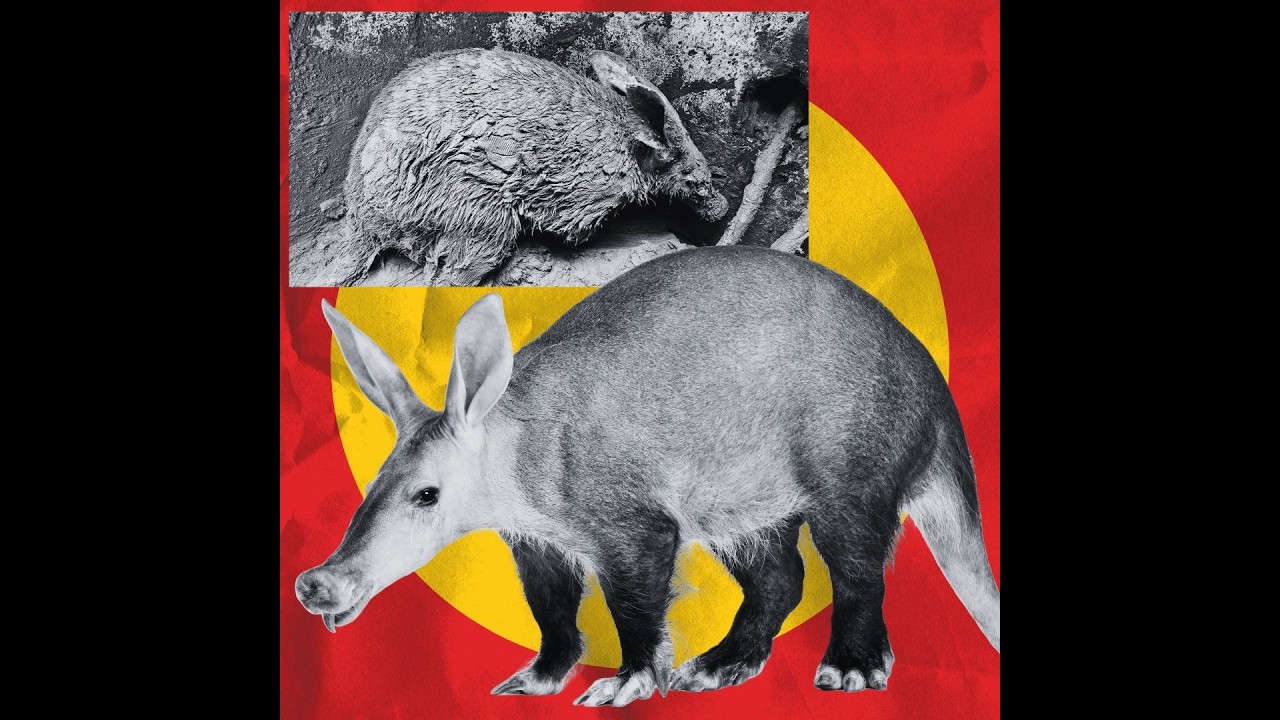 WATCH | Mud-caked aardvark rescued from open manhole