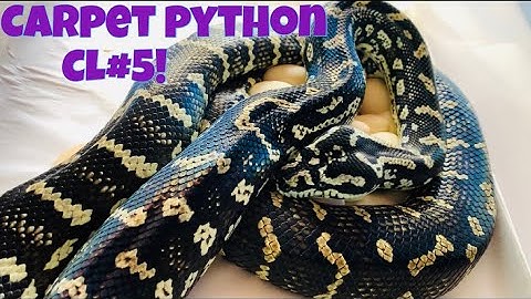 CL#5 CARPET PYTHON EGGS!