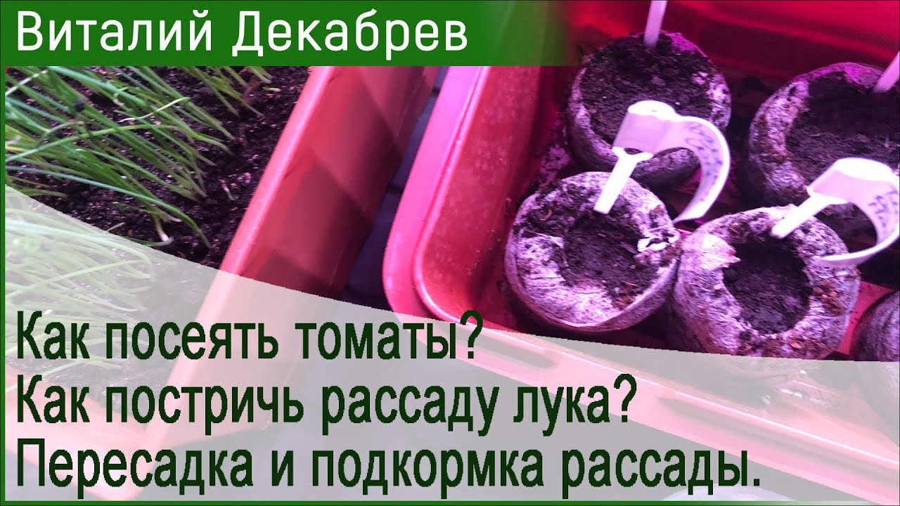 Как посеять томаты? Как постричь рассаду лука? Пересадка рассады и подкормка