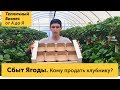 Сбыт ягоды. Кому и куда продать урожай клубники, оптовики и розница. Лукошки и картонная тара