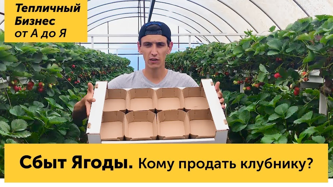 ⁣Сбыт ягоды. Кому и куда продать урожай клубники, оптовики и розница. Лукошки и картонная тара