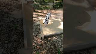 Smokey the Dalmatian Dog Dalmatian Inspiration Thursday #dalmatiandog #dalmatian #smokey #dogshorts